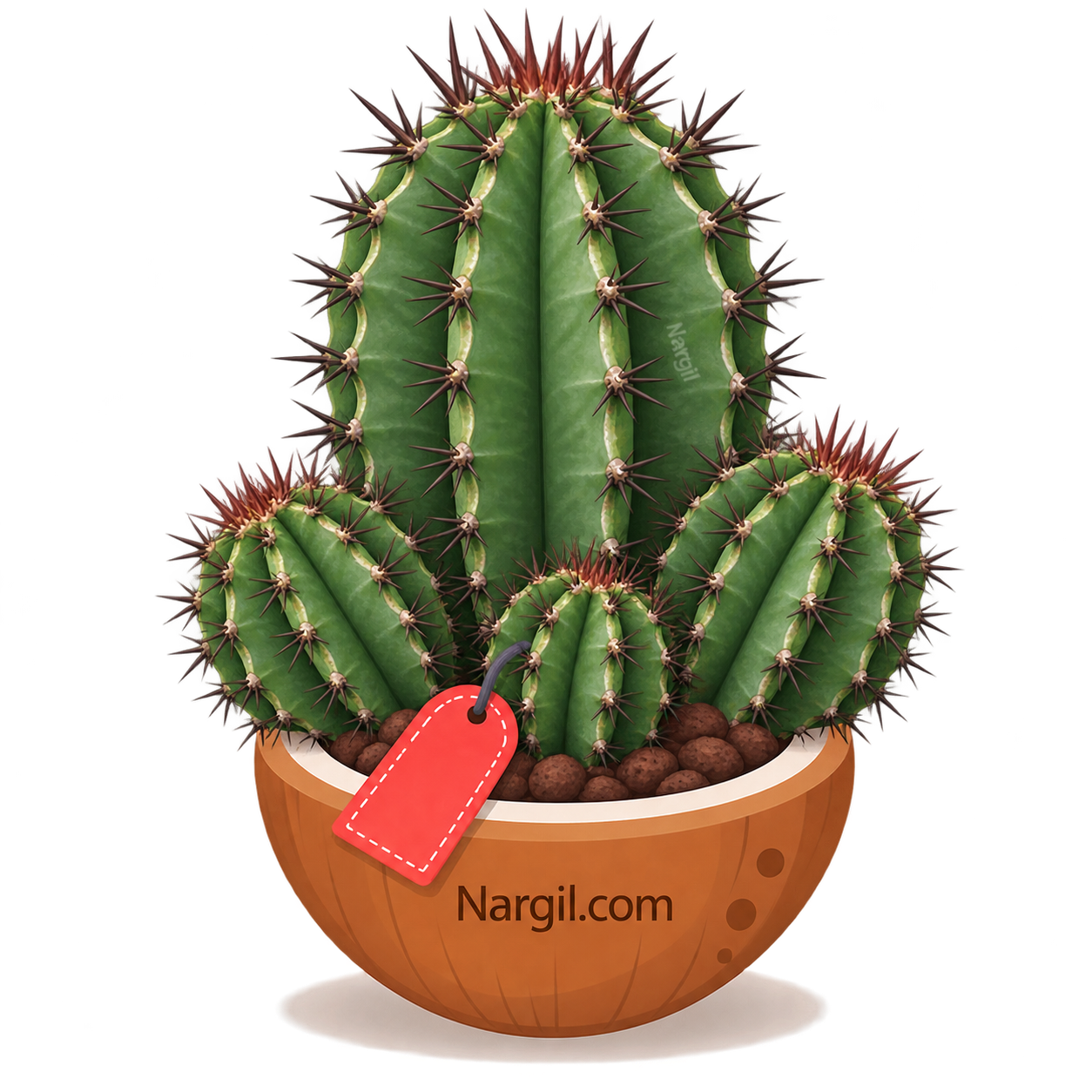 Nargil_Euphorbia horrida